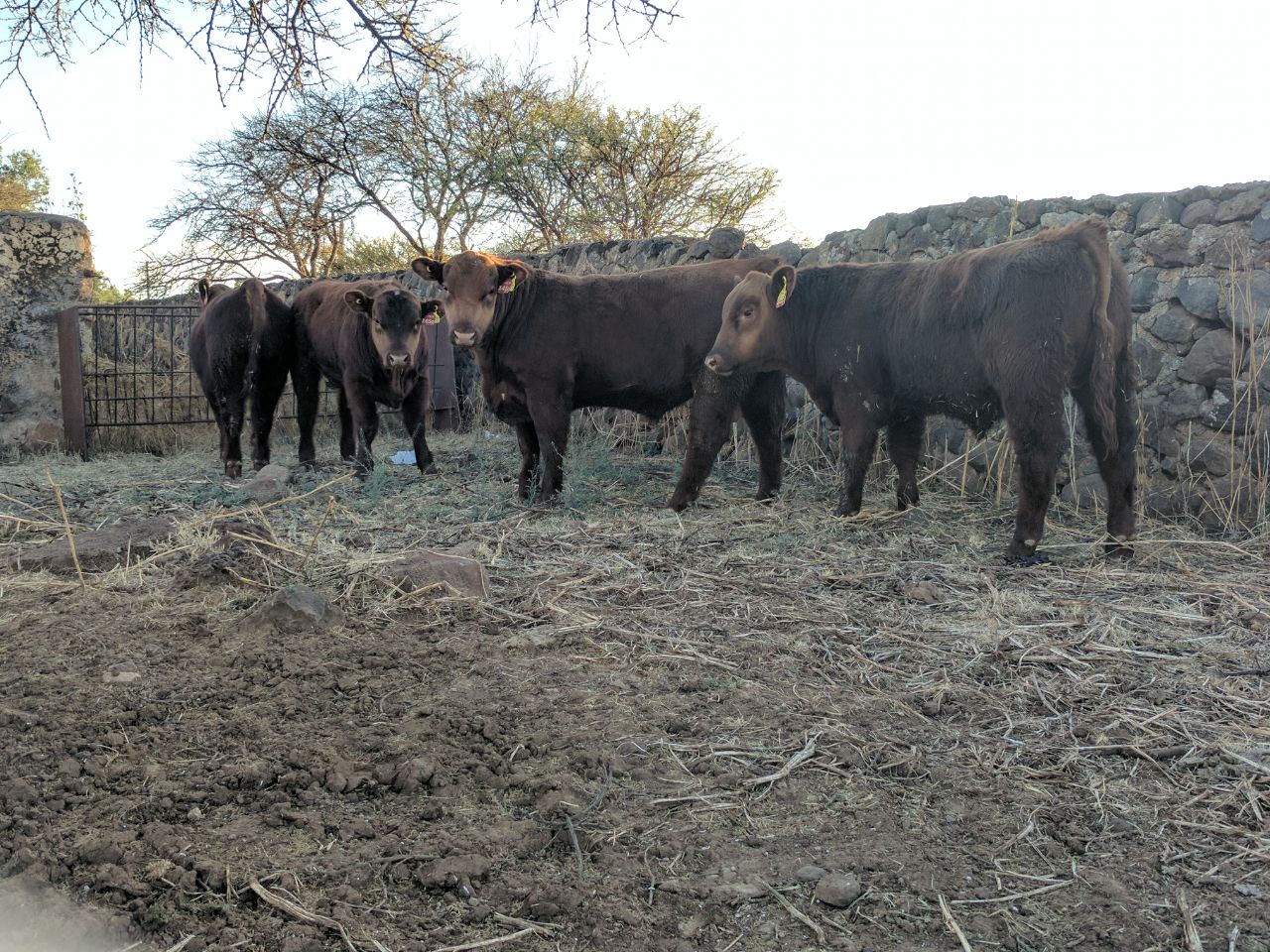 Red Angus Bull calves arrive in Durango 2017